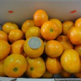 砂糖橘 全台唯一日本種 規格：禮盒裝◆(淨重3.5台斤)原價$550團購