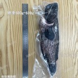 原價$400 龍虎石斑魚(三去) 產地：台灣 規格：500g~600g/包