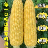 甜黃蜜水果玉米 每袋3斤