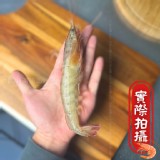 🌈超大盒活凍生白蝦🦐 餐廳級別專用20/30大隻規格 特價：$215