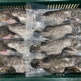 臺灣佳冬龍虎石斑🐟 ：700-800克（三去斤）