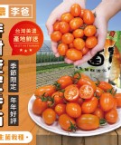 美濃李爸特甜橙蜜番茄💰商品售價:$499/5斤 社團優惠