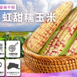 雲林特選彩虹甜糯玉米-3斤1800g+-5%/袋(約4-6根)但仍以實際重量為主