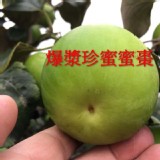 爆漿珍蜜棗 與團友對分禮盒裝 ( 大哥大級，5-7顆一斤 )