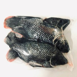 無毒生態養殖-鹹水吳郭魚 (黑公)（2~3尾600g) 真空包裝~無土味 幫你殺好 即拆就可煮