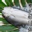 產銷班SGS-特大整尾無刺虱目魚(600g/尾)