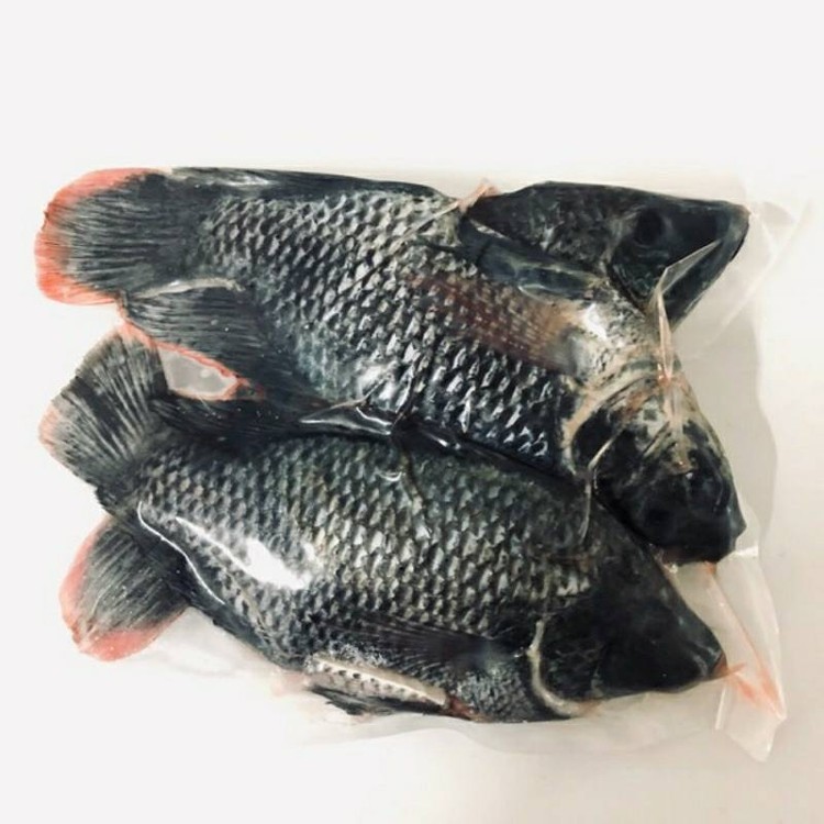 無毒生態養殖-鹹水吳郭魚 (黑公)（2~3尾600g) 真空包裝~無土味 幫你殺好 即拆就可煮