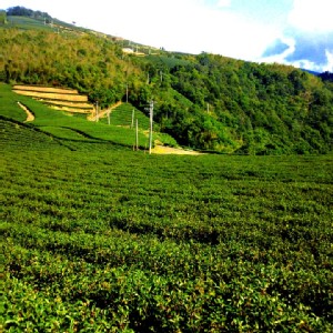 梨山烏龍茶