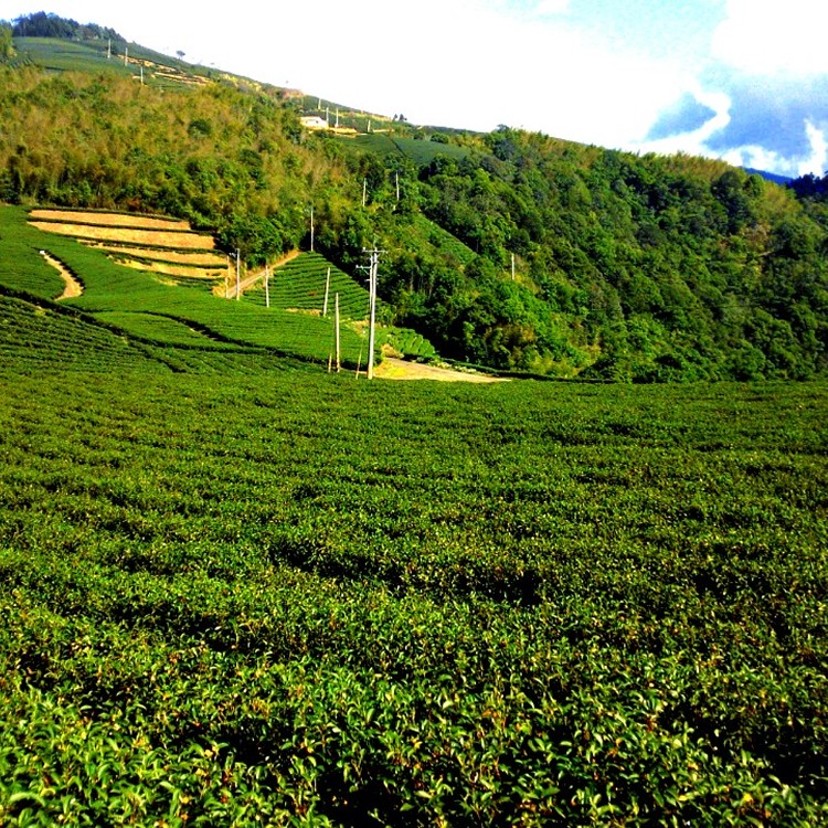 梨山烏龍茶