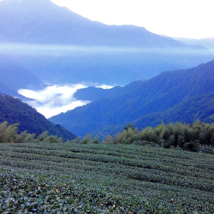 迎香烏龍茶150g