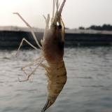 【蝦大爺】產地直售宅配~新鮮泰國蝦-母蝦