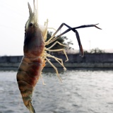 【蝦大爺】產地現撈宅配~新鮮泰國蝦一斤-紅頭母蝦