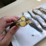 【愛呷魚】加拿大進口爆卵柳葉魚(單凍高品質)