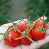 【預購】【豐碩果園】產季限定-頂級玉女牛奶小番茄6入裝禮盒 特價：$950