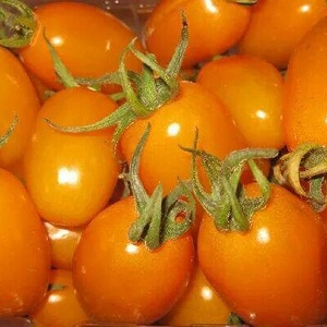美濃橙蜜香小番茄 3斤裝