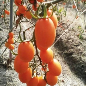 美濃橙蜜香小番茄 1斤裝