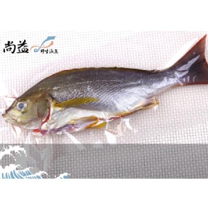 現釣黃雞魚