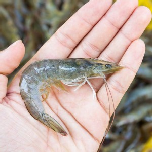 【獨家限量】【愛呷魚】台灣頂級無垢生態蝦35~40尾