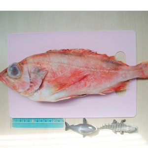 【獨家新品】【愛呷魚】挪威野生紅魚一整尾