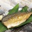 【魚之達人】超鮮頂級挪威鯖魚片