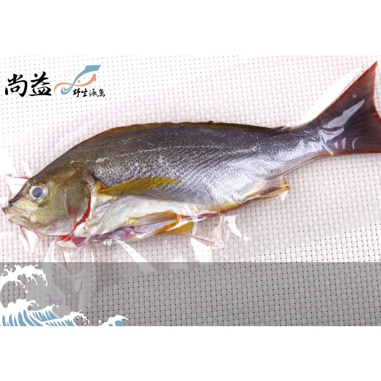 現釣黃雞魚