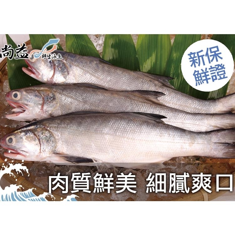 野生午仔魚