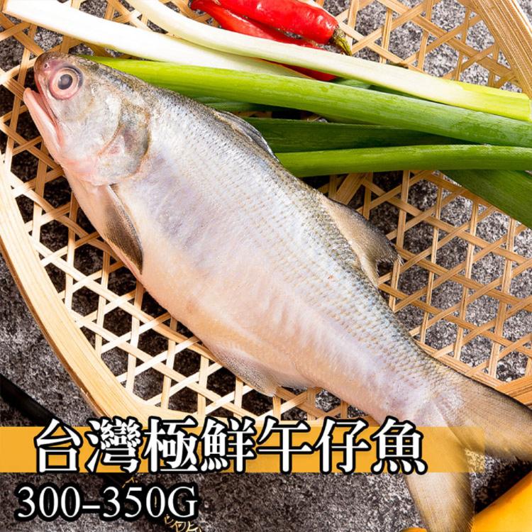 【鮮綠生活】台灣極鮮午仔魚