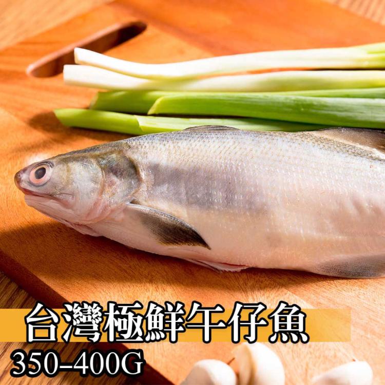 【鮮綠生活】台灣極鮮午仔魚