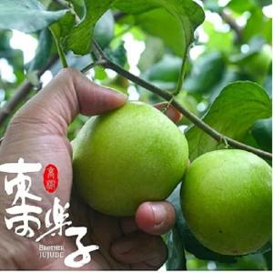 【棗樂子】檜木蜜棗(超大)5斤手提禮盒 (任選1、2、4盒)(含運)