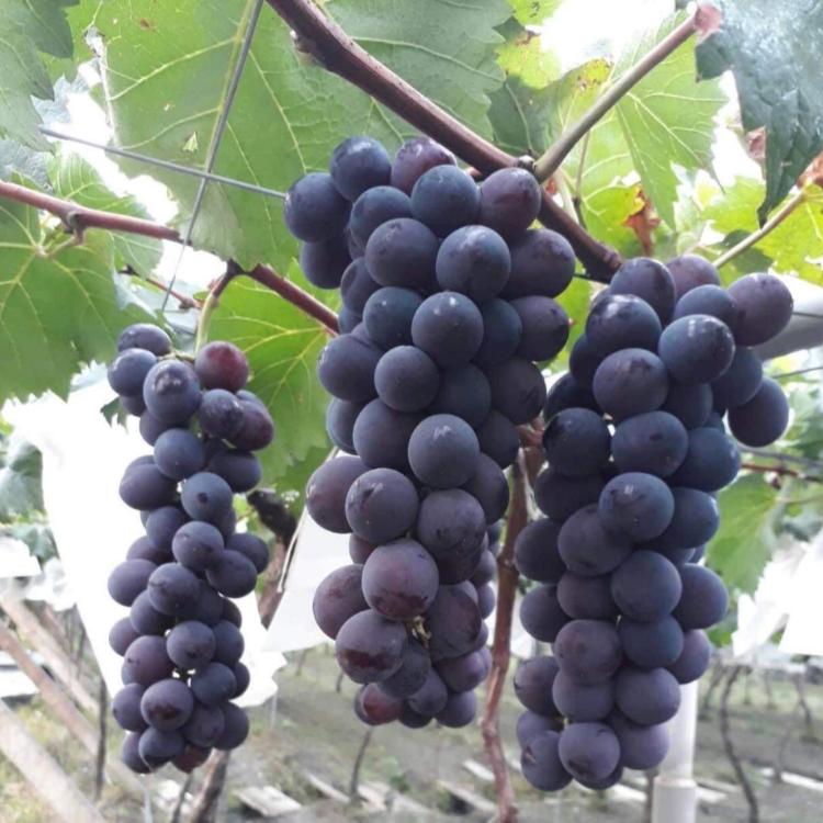 黑紫玉葡萄🍇A級 (南投 產地直送）