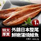 A1071【築地一番鮮】特大厚實鮮嫩外銷蒲燒鰻魚500G/尾