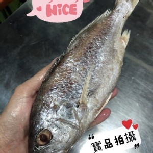 白口魚（帕頭魚）真空包裝/隻