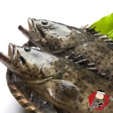 現撈急凍 台灣鮮嫩石斑魚