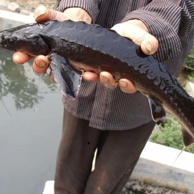 山泉水鱘龍魚