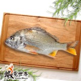 黃鰭鯛(赤翅仔)250~300g/尾