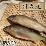 特大尾-母香魚