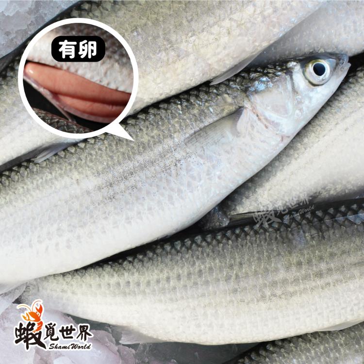 生鮮豆仔魚