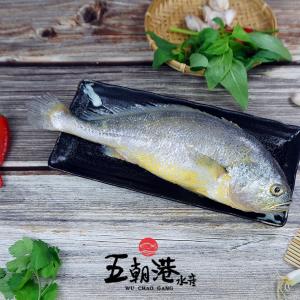 【五朝港水產】嚴選野生大黃魚|當季肥美大黃魚|鮮美細嫩|營養滿分|健康加分