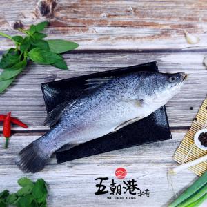 【五朝港水產】 台灣鮮凍金目鱸魚|整隻三去|肉質鮮美|台灣特產|當季現撈|屏東特產