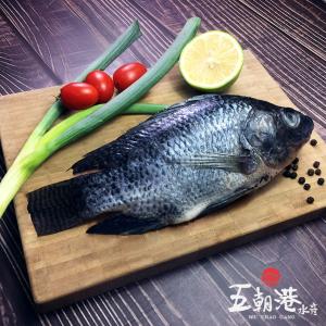 【五朝港水產】 優質台灣鯛|嚴選吳郭魚|新鮮美味|支持台灣特有漁特產|無腥味|無土味