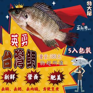 【五朝港水產】 優質台灣鯛|嚴選吳郭魚|新鮮美味|支持台灣特有漁特產|無腥味|無土味|肉質鮮美