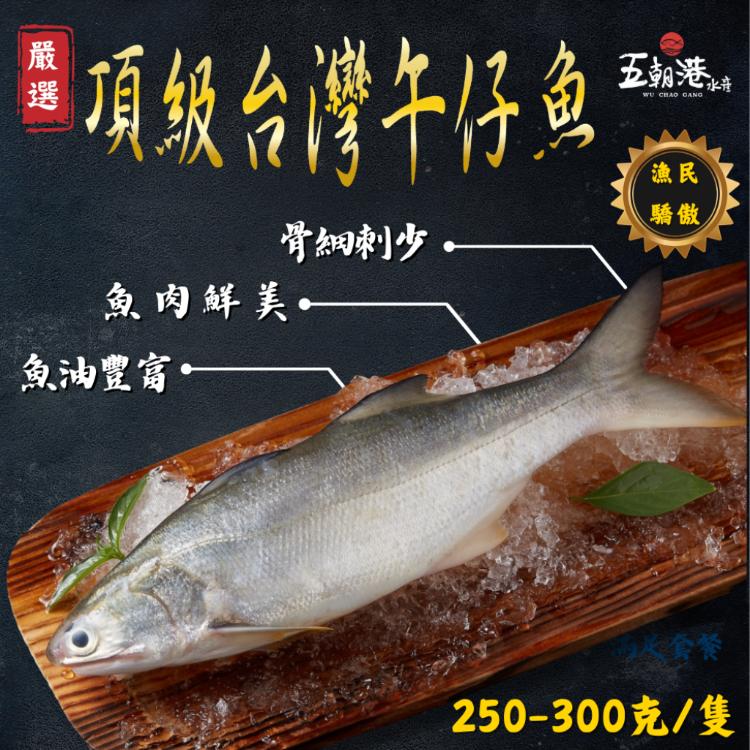 【五朝港水產】頂級台灣午仔魚 -已三去|特優等級|屏東特產|魚肉雪白|全家取貨|肉質細嫩|營養豐富