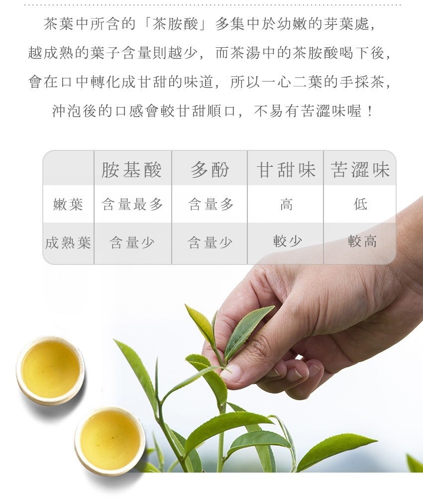 茶葉中所含的茶胺酸多集中於幼嫩的芽葉處,越成熟的葉子含量則越少,而茶湯中的茶胺酸喝下後,會在口中轉化成甘甜的味道,所以一心二葉的手採茶,沖泡後的口感會較甘甜順口,不易有苦澀味喔!成熟葉，胺基酸，含量最多，含量少，含量多，含量少，甘甜味 苦澀味。