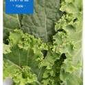 羽衣甘藍Kale