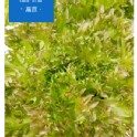 紅火焰萵苣batavia lettuce