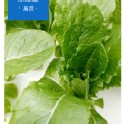 綠蘿蔓萵苣Romaine lettuce