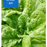 甜蘿蔓萵苣Romaine Lettuce