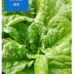 甜蘿蔓萵苣Romaine Lettuce