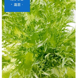 綠火焰萵苣batavia lettuce