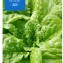 甜蘿蔓萵苣Romaine Lettuce